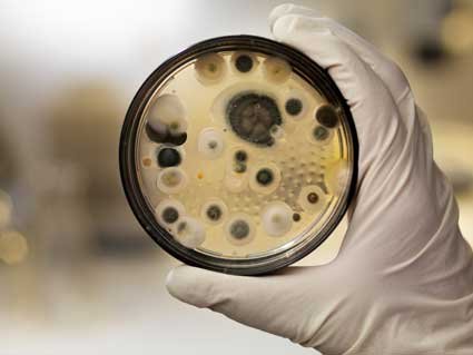 Black mold symptoms when to call a professional CT